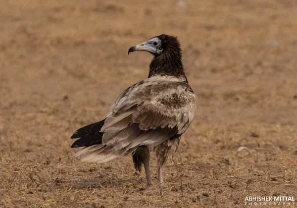 Єгипетська Гробниця Neophron Percnopterus Посадка Землі Біля Vulture Sanctuary Раджастані — стокове фото