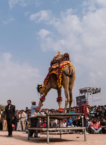 Bikaner Rajasthan Indien Januar 2019 Geschmückte Kamele Führen Tanz Auf — Stockfoto