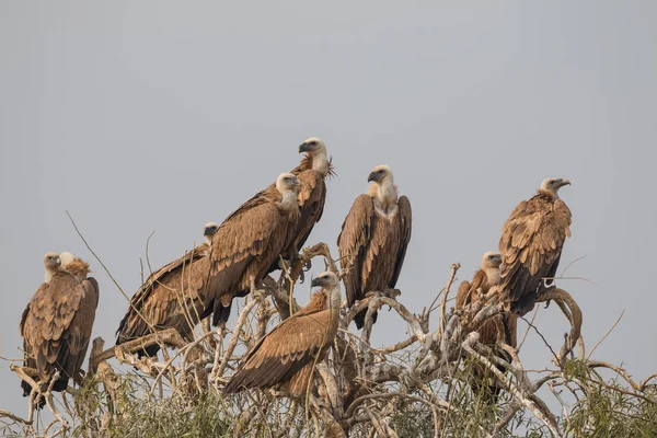 Buitre Leonado Santuario Buitre Jorbeer Bikaner —  Fotos de Stock