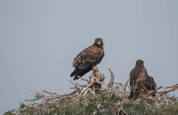 Steppe Eagle Jorbeer Vulture Sanctuary Bikaner — Stock Photo, Image