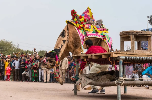 Bikaner Rajasthan India January 2019 Decorated Camel Performing Dance Attract — Stockfoto
