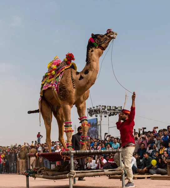 Bikaner Rajasthan India January 2019 Decorated Camel Performing Dance Attract — Stockfoto