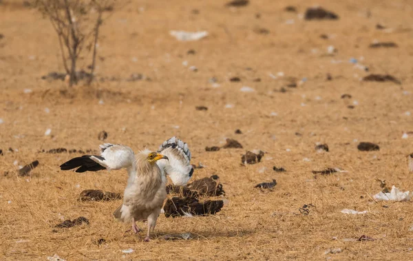 Vulturul Egiptean Caută Hrană Pentru Supraviețuire Sanctuarul Jorbeer Vulture Din — Fotografie, imagine de stoc