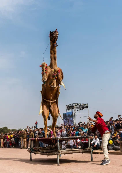 Bikaner Rajasthan India January 2019 Decorated Camel Performing Dance Attract — Stockfoto