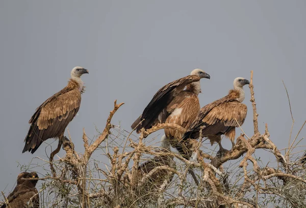 Griffon Vulture Jorbeer Vulture Sanctuar Bikaner — Fotografie, imagine de stoc