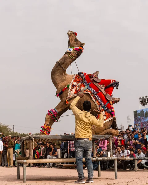 Bikaner Rajasthan India January 2019 Decorated Camel Performing Dance Attract — Stockfoto