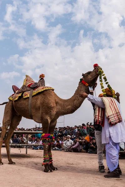 Bikaner Rajasthan Índia Janeiro 2019 Camelo Decorado Dançando Para Atrair — Fotografia de Stock