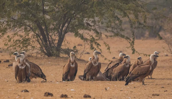 Griffon Vulture Jorbeer Sanctuaire Vautour Bikaner — Photo gratuite