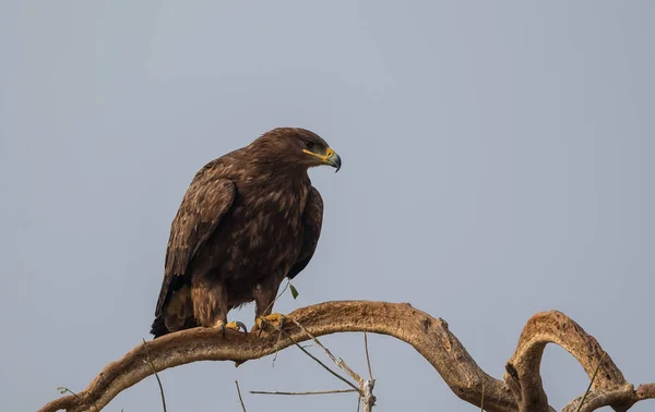 Steppe Eagle Diverse Activități Supraviețuire Sanctuarul Jorbeer Vulture Din Bikaner — Fotografie, imagine de stoc