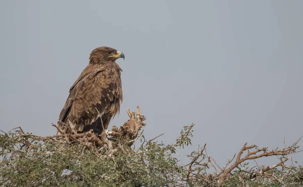 Aquila Steppa Seduta Sull Albero Santuario Degli Avvoltoi Jorbeer Bikaner — Foto stock gratuita