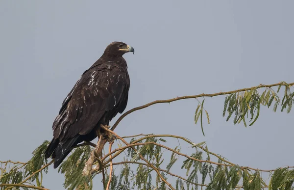 Steppe Eagle Różnych Działaniach Rzecz Przetrwania Sanktuarium Sępa Jorbeer Bikaner — Zdjęcie stockowe