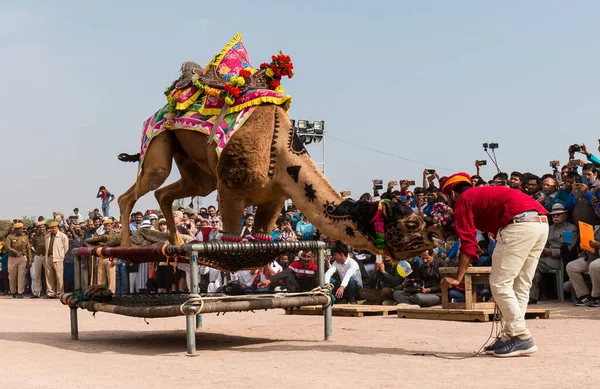 Bikaner Rajasthan India January 2019 Decorated Camel Performing Dance Attract — Stockfoto