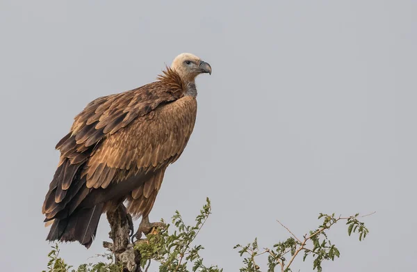Himalaya Griffon Vulture Sanctuarul Jorbeer Vulture Din Bikaner Rajasthan — Fotografie, imagine de stoc