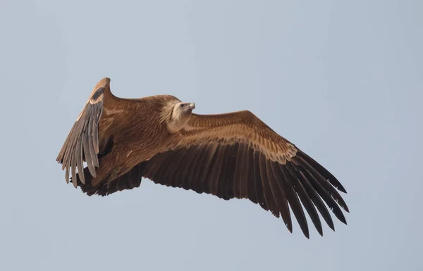 Himálaj Griffon Vulture Jorbeer Supí Svatyně Bikaner — Stock fotografie