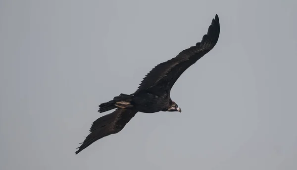 Avvoltoio Cielo Durante Volo — Foto Stock