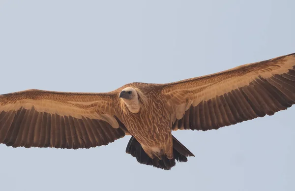 Himalayan Griffon Vulture Jorbeer Vulture Bikaner — стокове фото