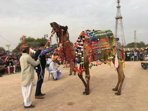 Bikaner Rajasthan Ινδία Ιανουάριος 2019 Bikaner Camel Fair — Φωτογραφία Αρχείου