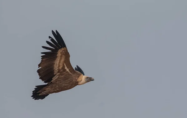 Himalaya Griffon Vulture Bij Jorbeer Vulture Sanctuary Bikaner Rajasthan — Stockfoto