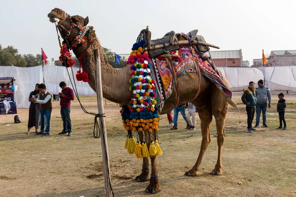 Биканер Раджастан Индия Январь 2019 Года Ярмарка Верблюдов Байканерах — стоковое фото