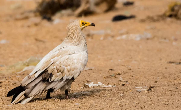 Egyptische Gier Bij Jorbeer Gier Heiligdom Bikaner — Gratis stockfoto