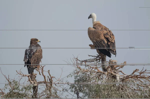 Griffon Vulture Jorbeer Vulture Sanctuar Bikaner — Fotografie, imagine de stoc