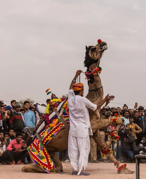Bikaner Rajasthan India 2019 Január Díszített Tevetánc Hogy Vonzza Helyi — Stock Fotó