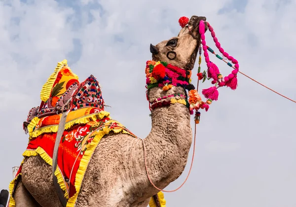 Bikaner Rajasthan India 2019年1月 在印度拉贾斯坦邦举行的一年一度骆驼节上 装饰骆驼表演舞蹈 以吸引当地和国际游客 — 图库照片