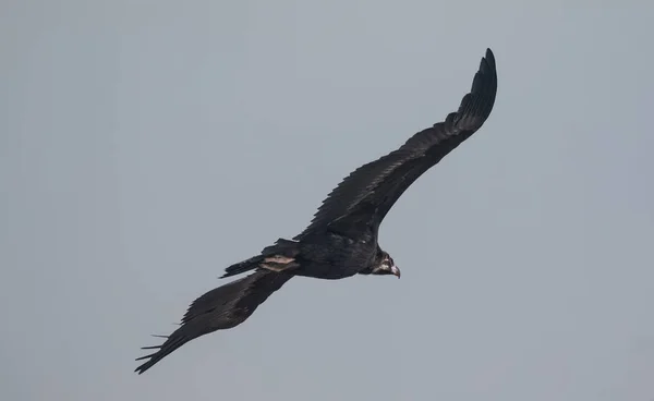Cinerous Vulture Sky Flight — Stock fotografie