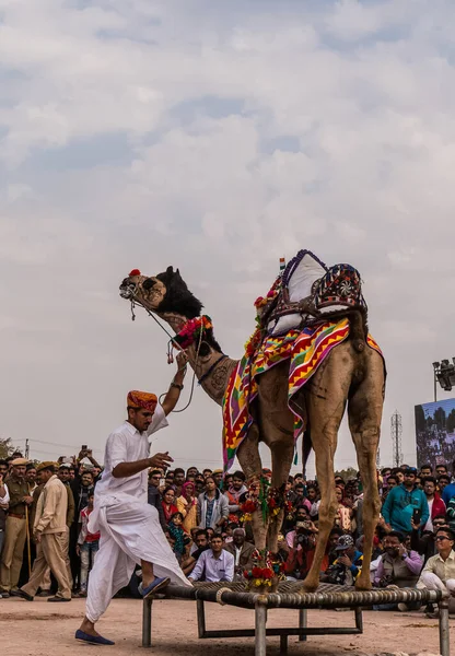 Bikaner Rajasthan Indien Januar 2019 Geschmückte Kamele Führen Tanz Auf — Stockfoto