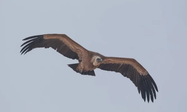 Himalayan Griffon Vulture Jorbeer Vulture Bikaner — стокове фото