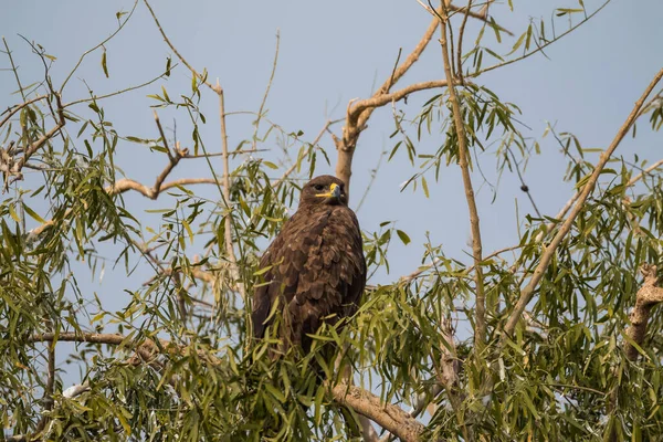 Steppe Eagle Olika Aktiviteter För Överlevnad Jorbeer Gam Helgedom Bikaner — Stockfoto