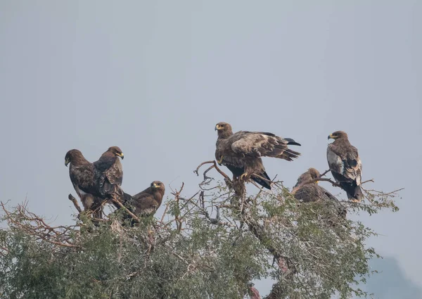 Steppe Eagle Jorbeer Vulture Sanctuar Bikaner — Fotografie, imagine de stoc