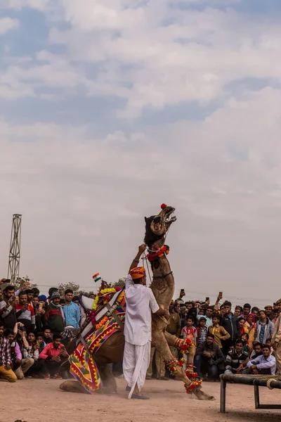 Bikaner Rajasthan Indien Januari 2019 Dekorerad Kamel Utför Dans För — Stockfoto