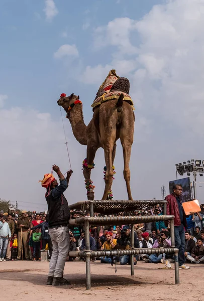 Bikaner Rajasthan Indien Januar 2019 Geschmückte Kamele Führen Tanz Auf — Stockfoto