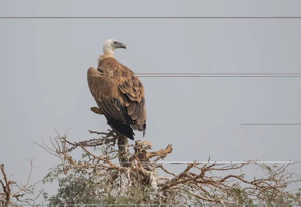 Griffon Vulture Jorbeer Vulture Sanctuar Bikaner — Fotografie, imagine de stoc