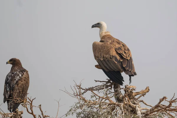 Griffon Vulture Jorbeer Vulture Sanctuar Bikaner — Fotografie, imagine de stoc