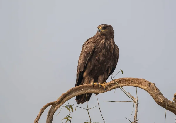 Steppe Eagle Różnych Działaniach Rzecz Przetrwania Sanktuarium Sępa Jorbeer Bikaner — Zdjęcie stockowe