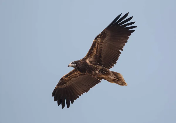 Egyptian Vulture Looking Food Survival Jorbeer Vulture Sanctuary Bikaner — Stock Photo, Image