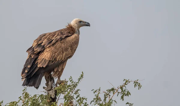 히말라야 검은머리물떼새 Jorbeer Vulture Sanctuary Bikaner Rajasthan — 스톡 사진