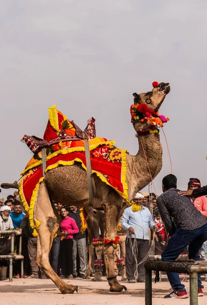 Bikaner Rajasthan India January 2019 Decorated Camel Performing Dance Attract — Stock Photo, Image