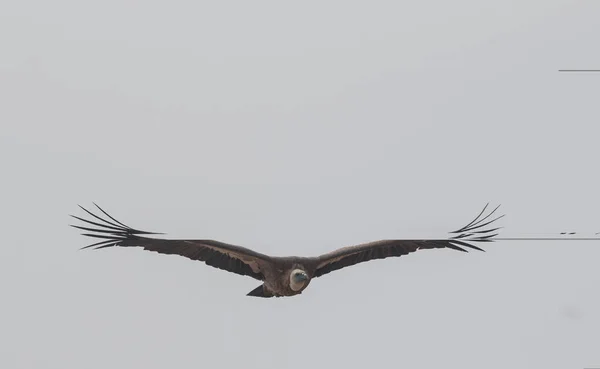 Griffon Vulture Jorbeer Supí Svatyně Bikaner — Stock fotografie