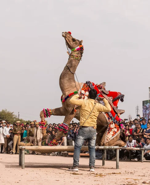 Bikaner Rajasthan India January 2019 Decorated Camel Performing Dance Attract — Stockfoto