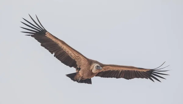 Himalayan Griffon Avvoltoio Jorbeer Avvoltoio Santuario Bikaner — Foto Stock