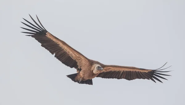 Himalaia Griffon Abutre Jorbeer Abutre Santuário Bikaner — Fotografia de Stock