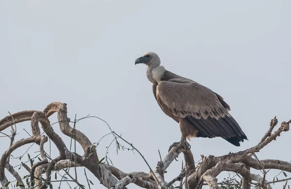 Himalaya Griffon Vulture Sanctuarul Jorbeer Vulture Din Bikaner Rajasthan — Fotografie, imagine de stoc