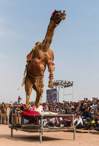 Bikaner Rajastán India Enero 2019 Danza Camello Decorado Para Atraer —  Fotos de Stock