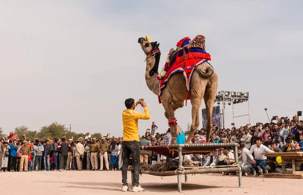 Bikaner Rajastão Índia Janeiro 2019 Camelo Decorado Dançando Para Atrair — Fotografia de Stock