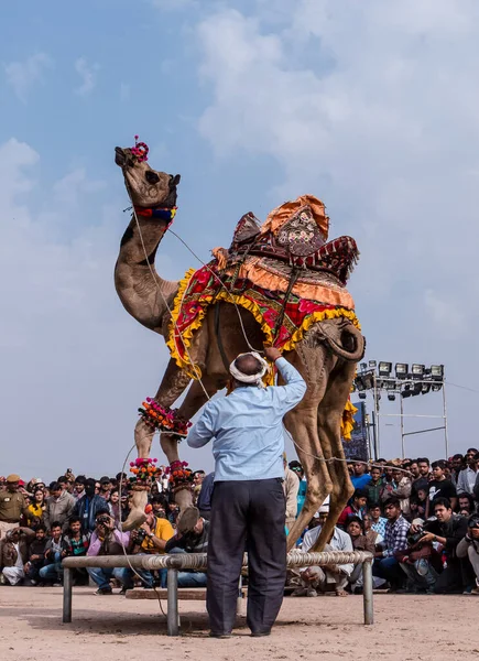 Bikaner Rajasthan India 2019年1月 在印度拉贾斯坦邦举行的一年一度骆驼节上 装饰骆驼表演舞蹈 以吸引当地和国际游客 — 图库照片