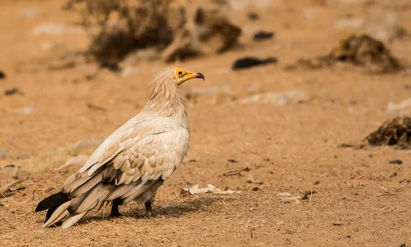 Avvoltoio Egiziano Jorbeer Vulture Santuario Bikaner — Foto stock gratuita