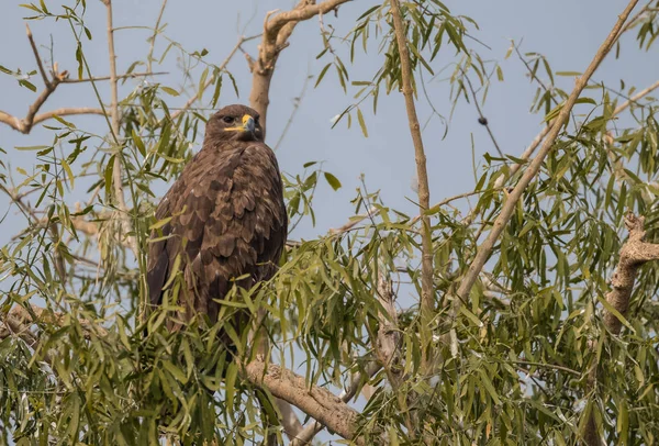 Steppe Eagle Diverse Activități Supraviețuire Sanctuarul Jorbeer Vulture Din Bikaner — Fotografie, imagine de stoc